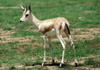 Arabian Gazelle